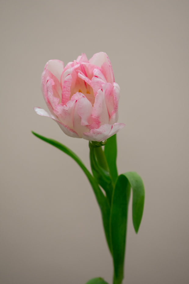TULIP FOXTROT