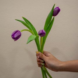TULIP PURPLE