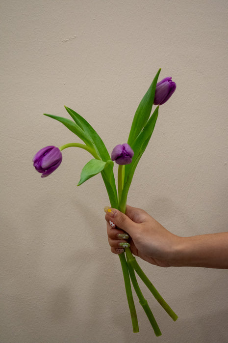 TULIP PURPLE