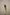 TULIP PURPLE