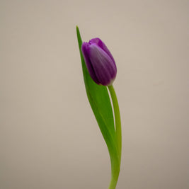 TULIP PURPLE