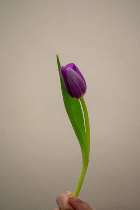 TULIP PURPLE