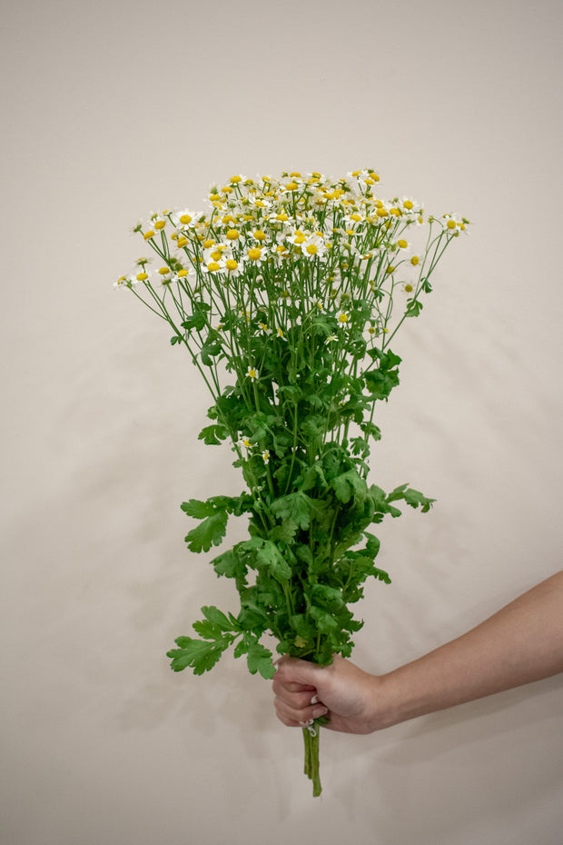 TANACETUM