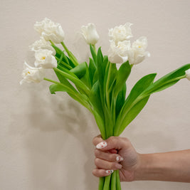 TULIP WHITE