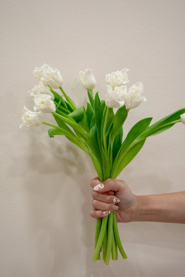 TULIP WHITE