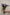 TULIP DARK VIOLET