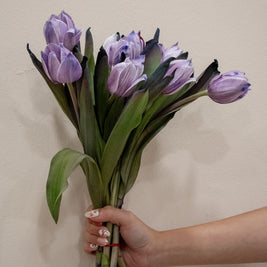 TULIP DARK VIOLET