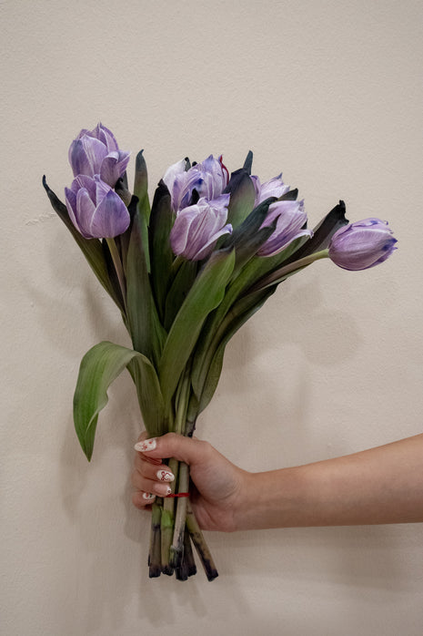 TULIP DARK VIOLET