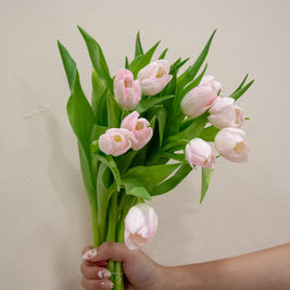 TULIP LIGHT PINK