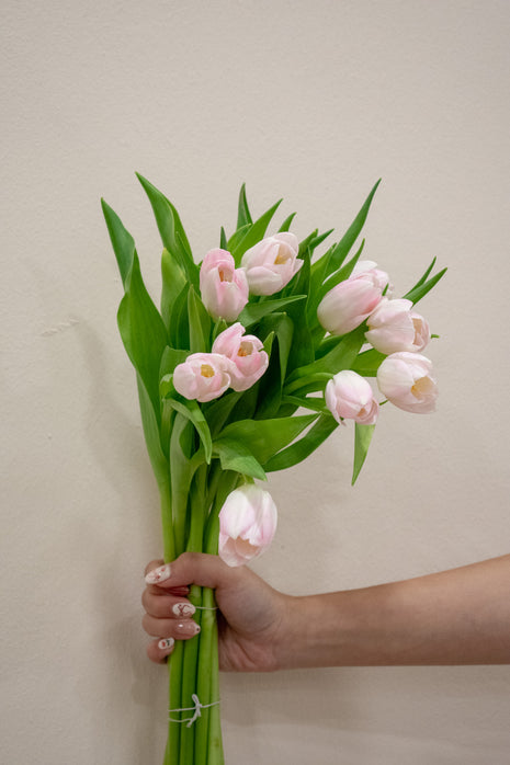 TULIP LIGHT PINK