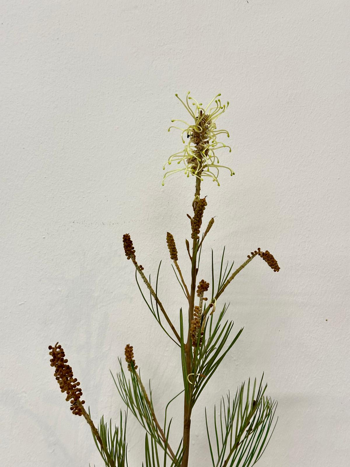 GREVILLEA SPIDERMAN