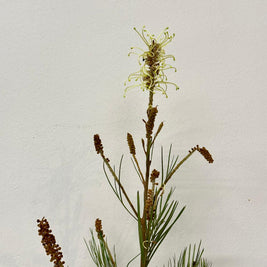 GREVILLEA SPIDERMAN