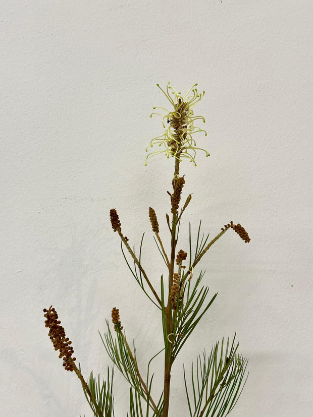 GREVILLEA SPIDERMAN