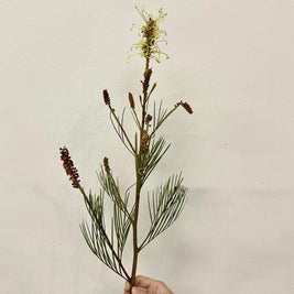 GREVILLEA SPIDERMAN