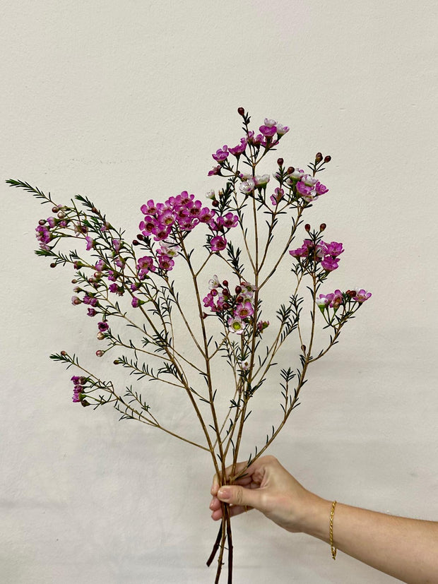 WAX FLOWER