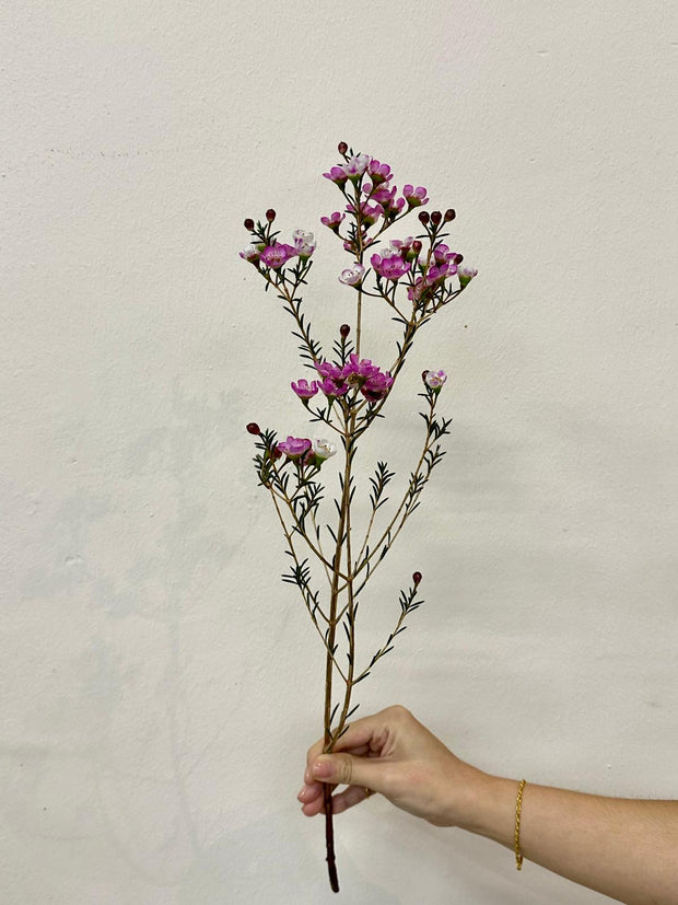 WAX FLOWER