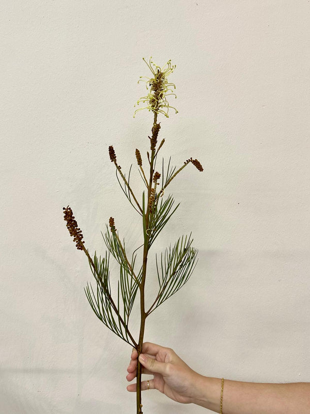 GREVILLEA SPIDERMAN