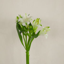 WhiteAlstromeria