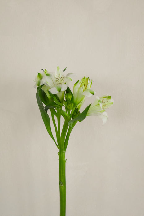 WhiteAlstromeria