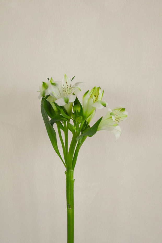 WhiteAlstromeria