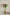 WhiteAlstromeria