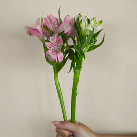 WhiteAlstromeria