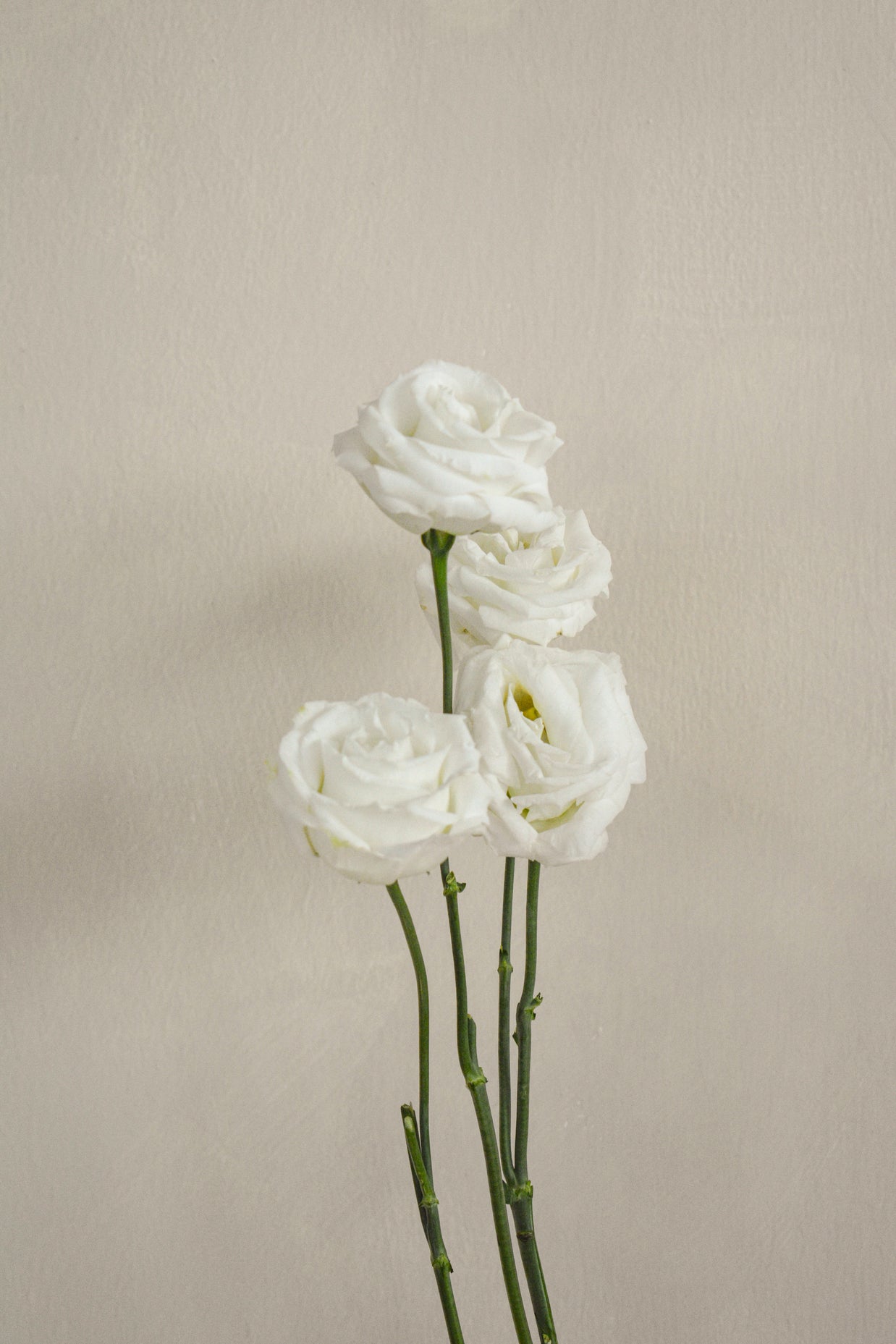WhiteEustoma