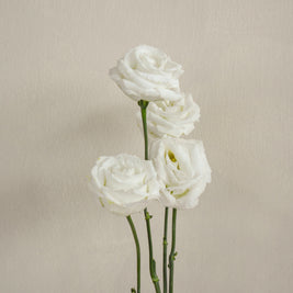 WhiteEustoma