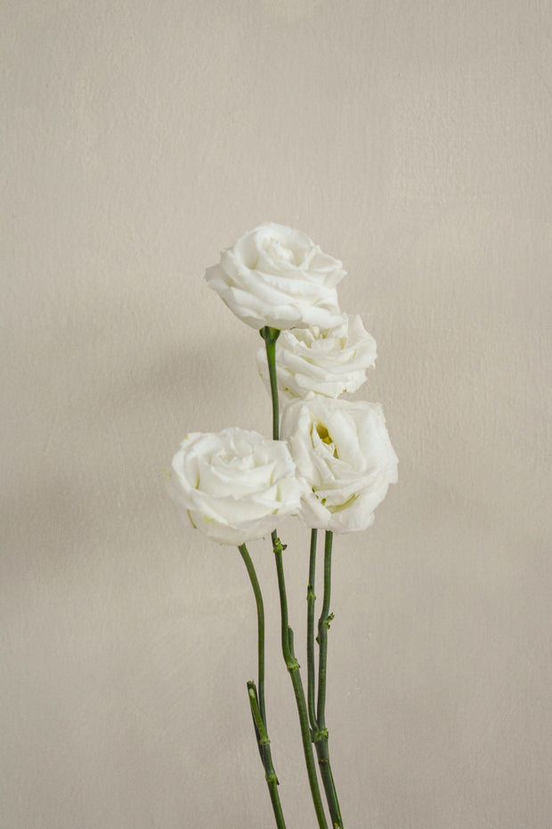 WhiteEustoma