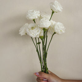 WhiteEustoma