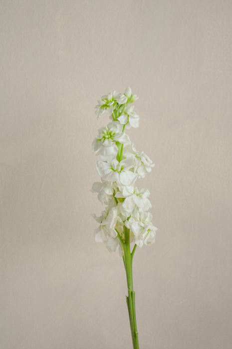 WhiteMattiola