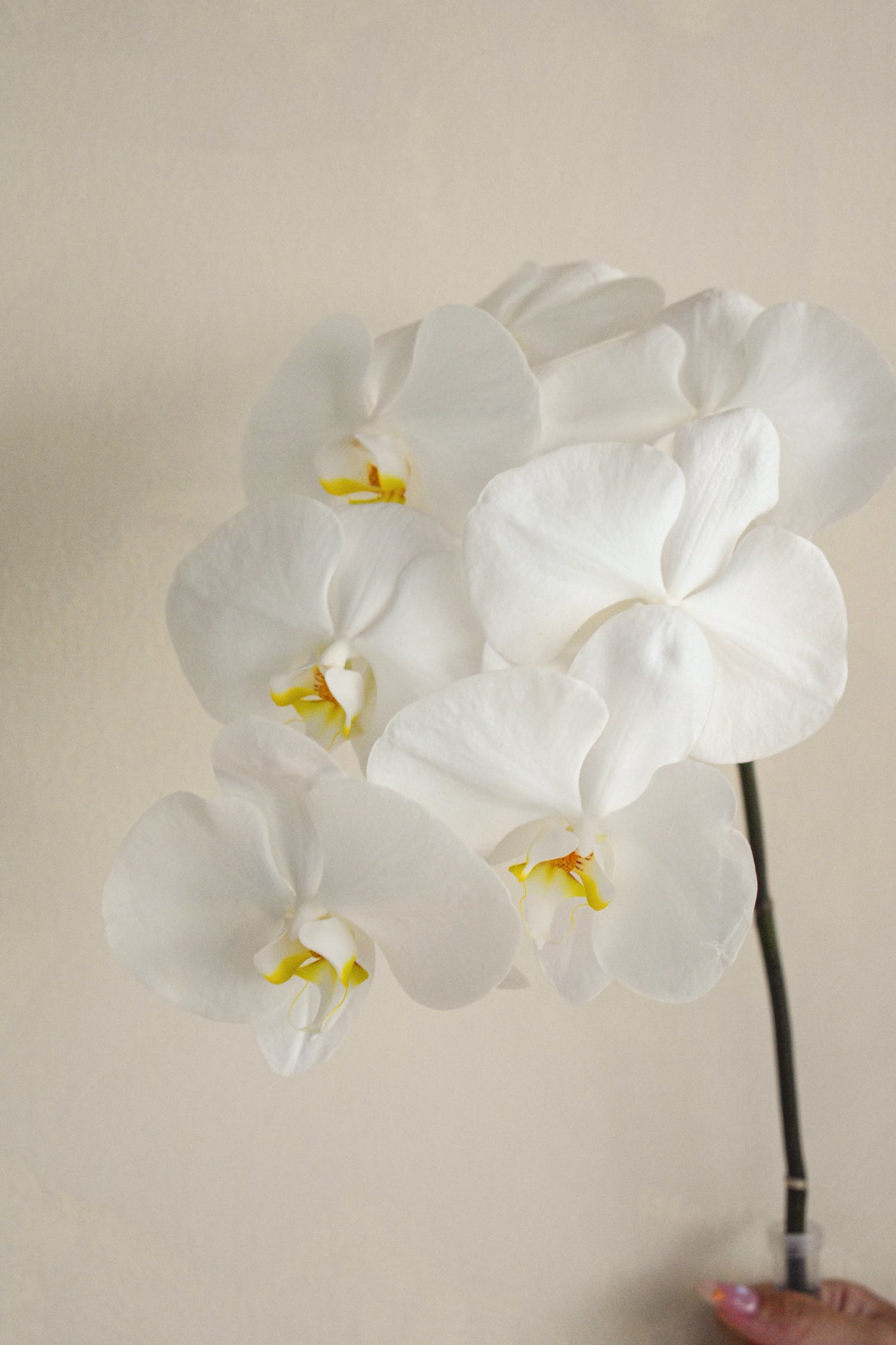 White_Phalaenopsis