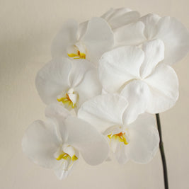 White_Phalaenopsis