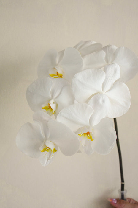 White_Phalaenopsis