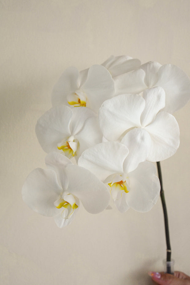 White_Phalaenopsis
