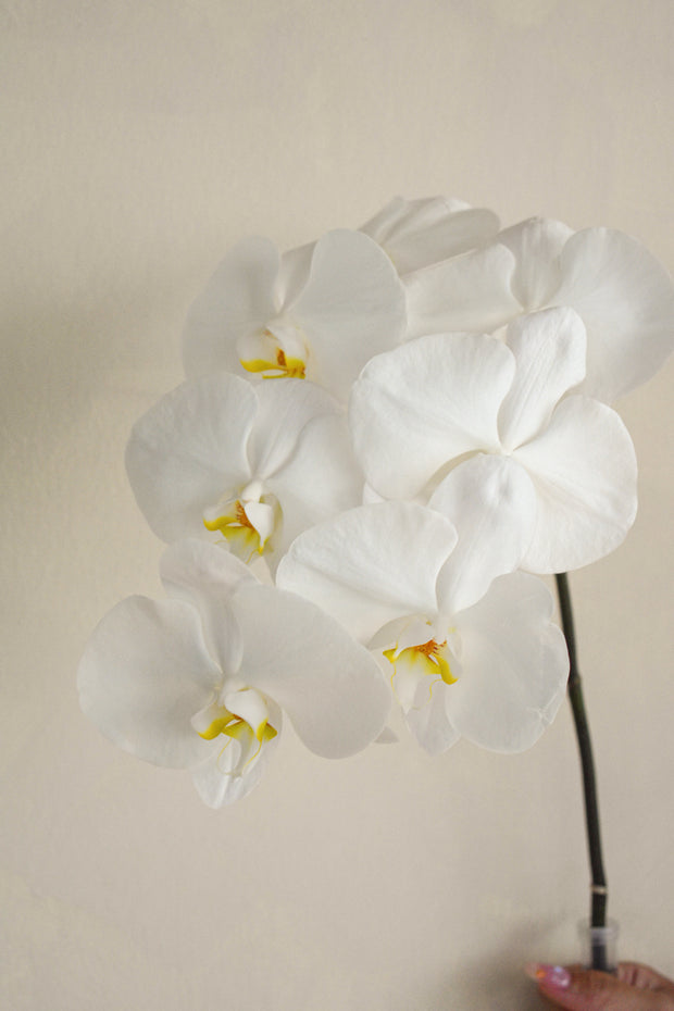 White_Phalaenopsis