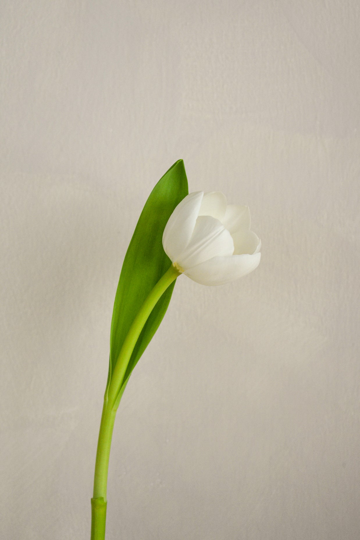 WhiteTulip