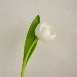 WhiteTulip