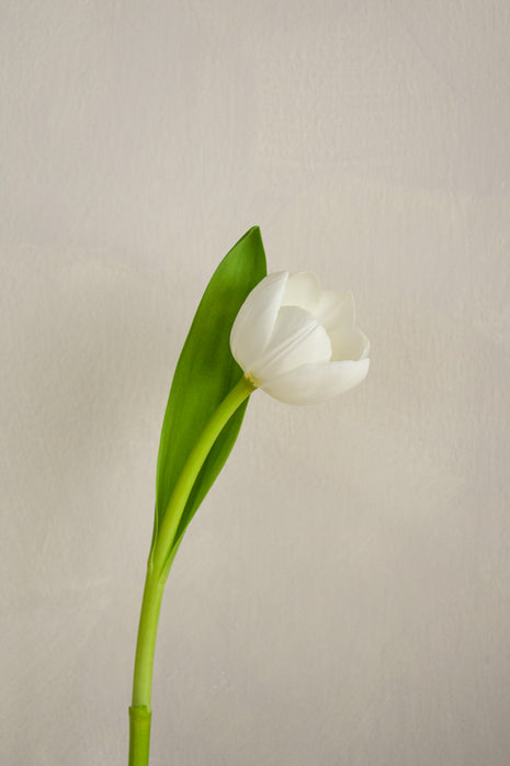 WhiteTulip
