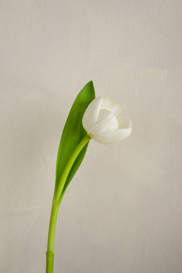 WhiteTulip