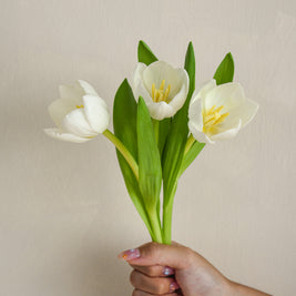 WhiteTulip
