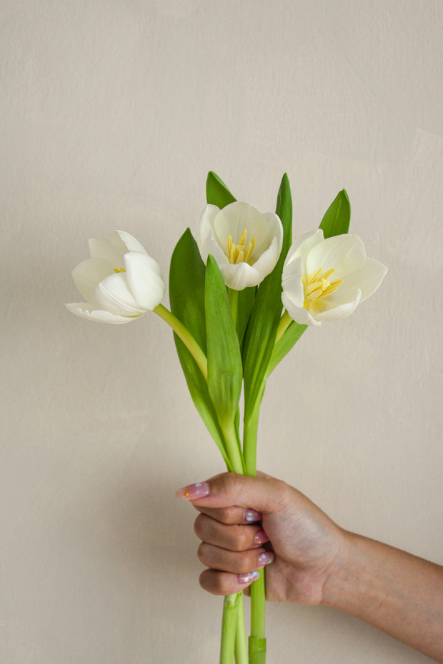WhiteTulip