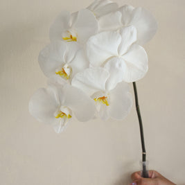 White_Phalaenopsis