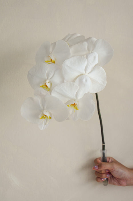 White_Phalaenopsis