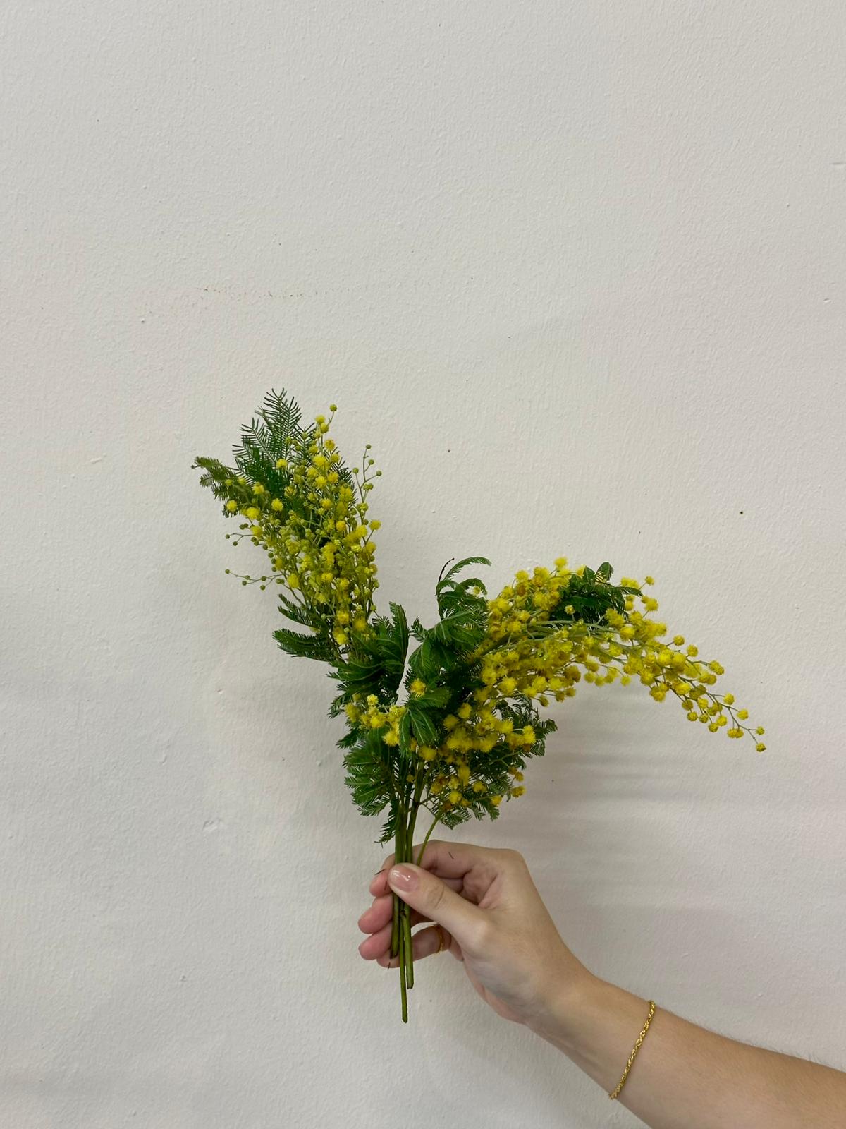 YELLOW MIMOSA