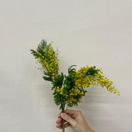 YELLOW MIMOSA