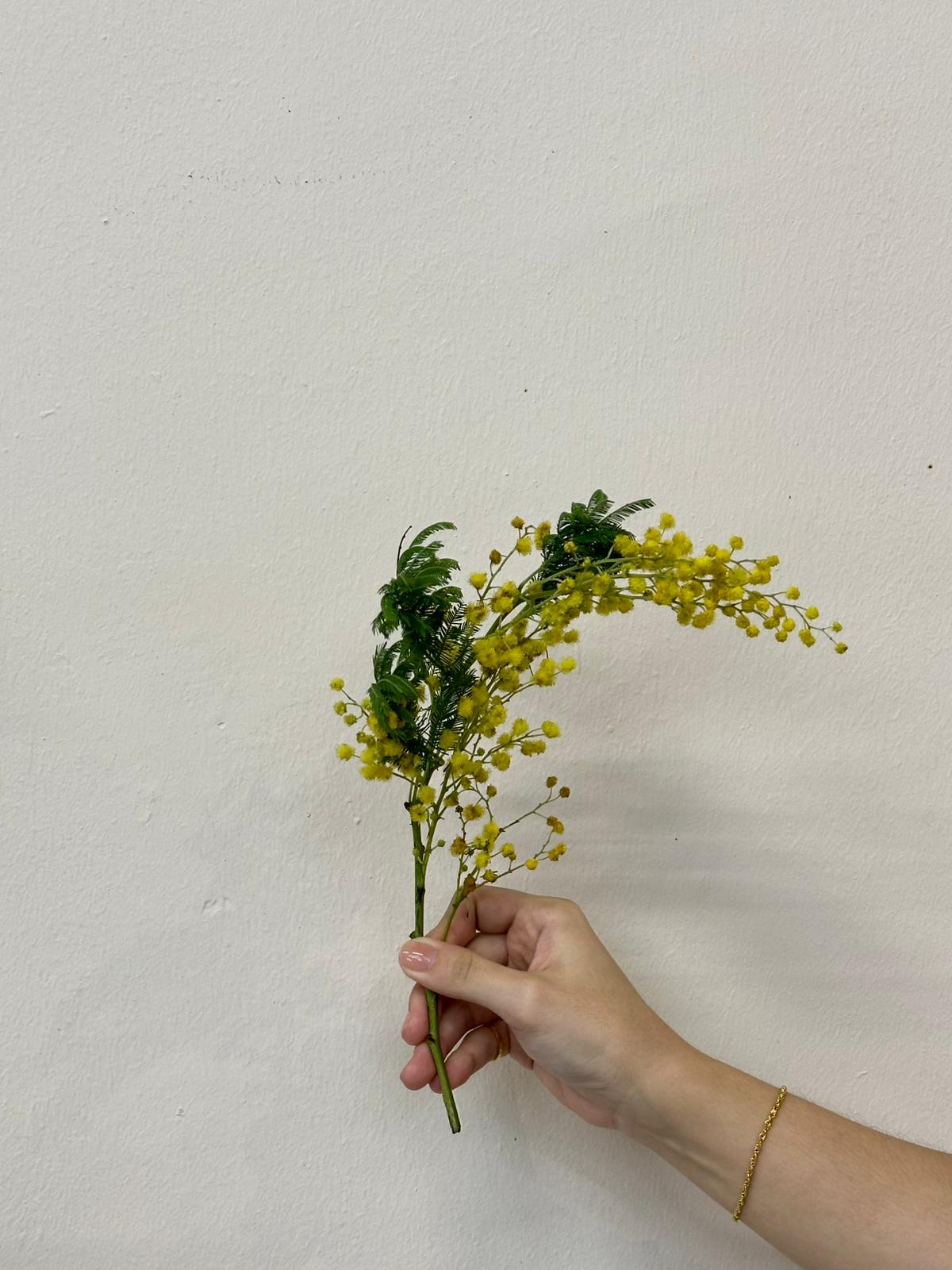 YELLOW MIMOSA