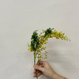 YELLOW MIMOSA