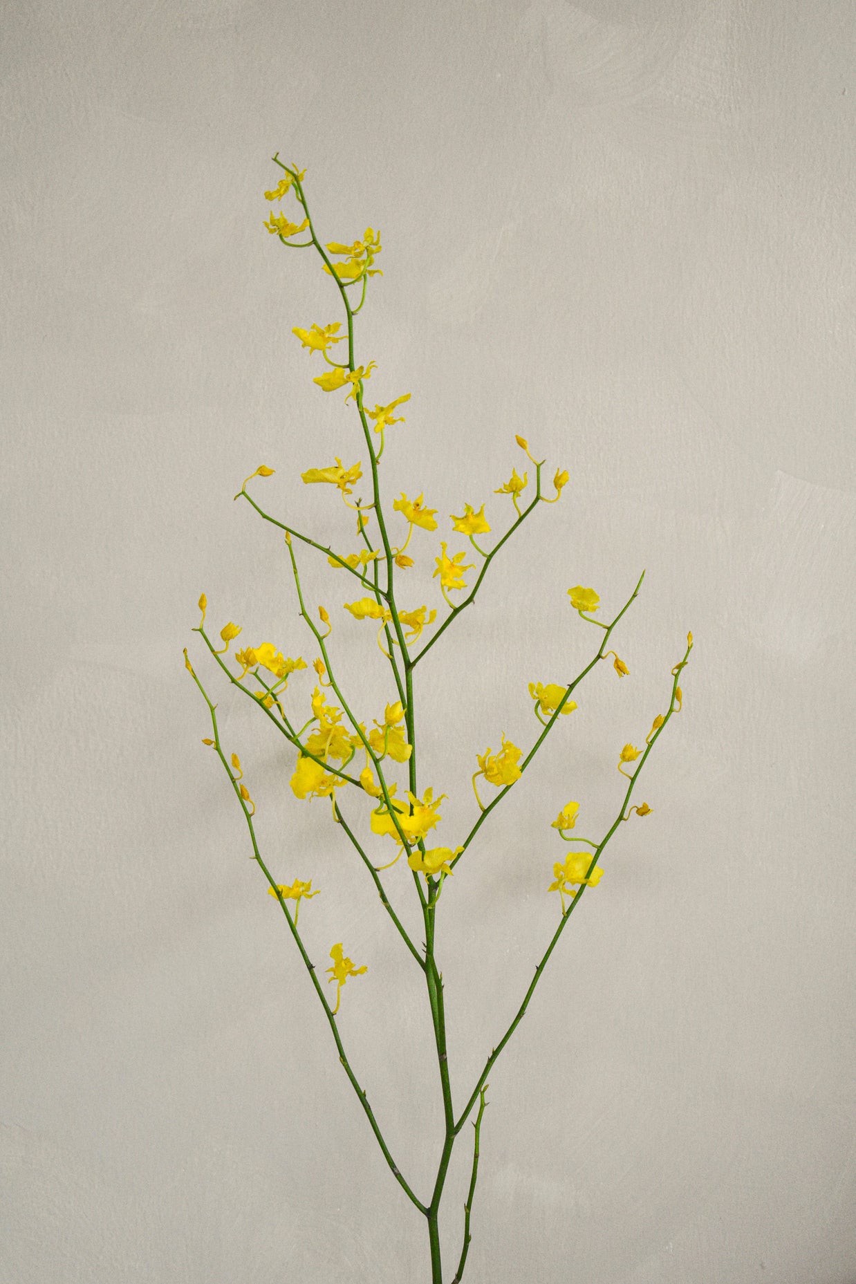 Yellow_Oncidium