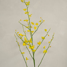 Yellow_Oncidium